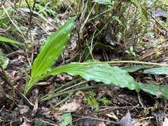 Calanthe arisanensis