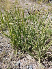 Baccharis trimera