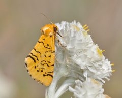 Chrysoecia atrolinea