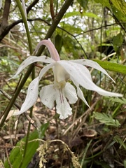 Calanthe arisanensis
