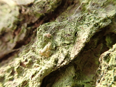 Chaenotheca stemonea