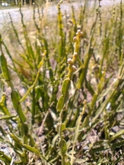 Baccharis trimera