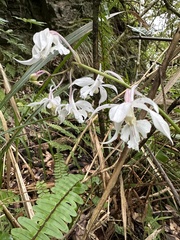 Calanthe arisanensis