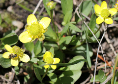 Ranunculus glaberrimus
