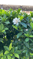 Gardenia jasminoides