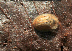 Cassida flaveola