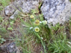 Erigeron primulifolius