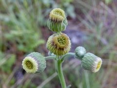 Erigeron primulifolius