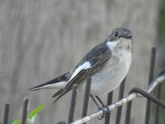 Ficedula hypoleuca