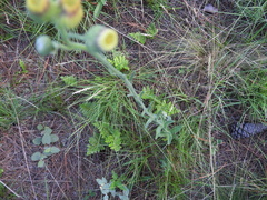 Erigeron primulifolius