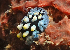 Phyllidia picta