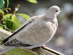 Streptopelia decaocto