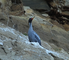 Poikilocarbo gaimardi