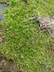 Brachythecium albicans