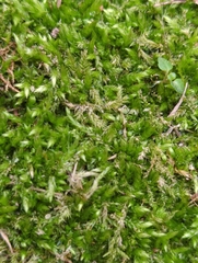 Brachythecium albicans