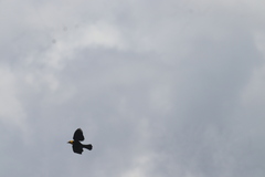 Chrysomus icterocephalus