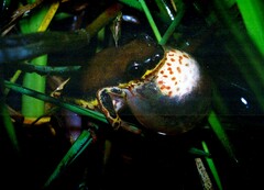 Hyperolius marginatus