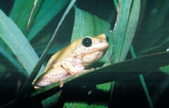 Hyperolius marginatus