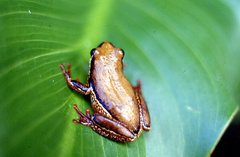 Hyperolius marginatus