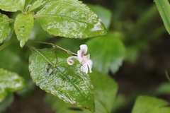 Impatiens rostellata