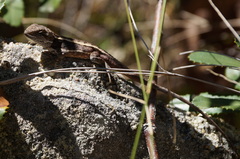 Diporiphora phaeospinosa
