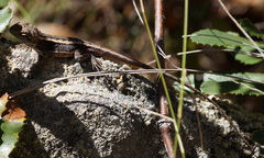 Diporiphora phaeospinosa
