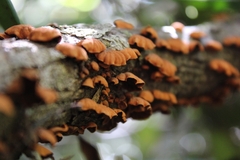 Anthracophyllum discolor