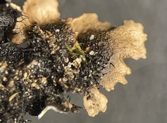 Parmotrema internexum