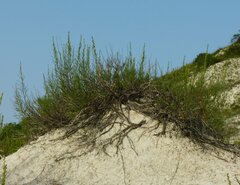Artemisia salsoloides