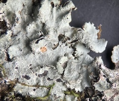 Parmotrema internexum