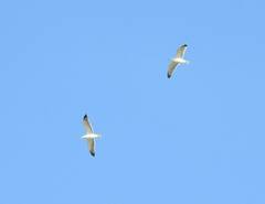 Larus michahellis