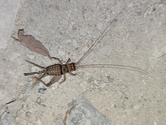 Gryllodes sigillatus