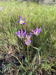 Primula jeffreyi