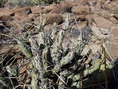 Cylindropuntia tesajo