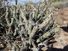 Cylindropuntia tesajo