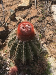 Melocactus intortus