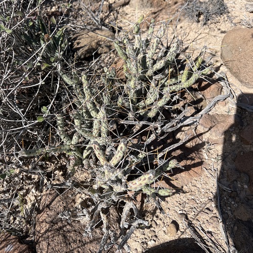 Image of Cylindropuntia tesajo by (c) Sue Carnahan, some rights reserved (CC BY)