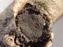 Biscogniauxia repanda