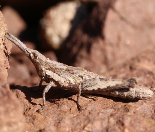 Pyrgomorpha conica conica
