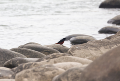 Phoenicurus leucocephalus