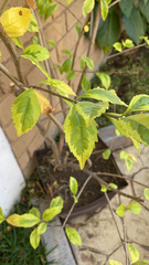 Duranta erecta