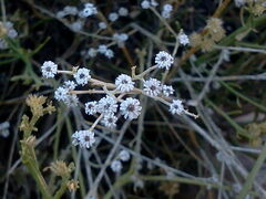 Baccharis sergiloides