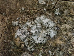 Phaeophyscia orbicularis