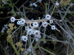 Baccharis sergiloides
