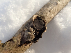 Biscogniauxia repanda