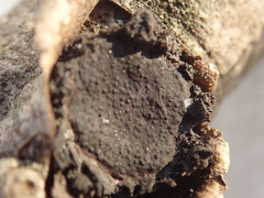 Biscogniauxia repanda