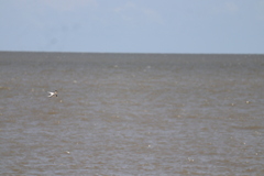 Sternula superciliaris