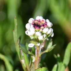 Lepidium nitidum