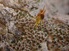 Pterygoneurum ovatum