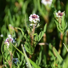 Lepidium nitidum